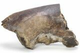 Partial Fossil Hadrosaur (Edmontosaurus) Mandible - South Dakota #211308-1